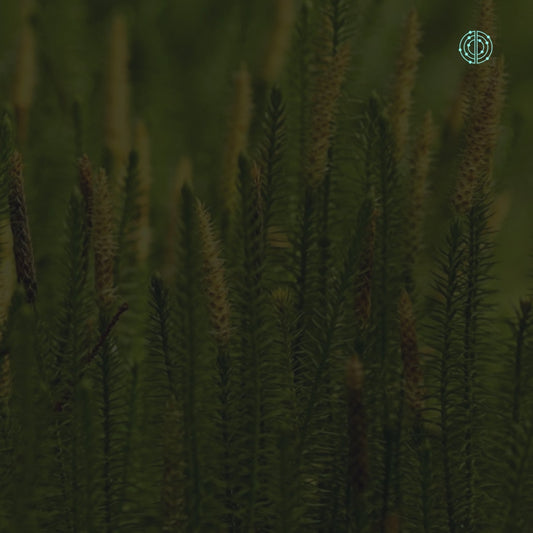 Beneficios de Huperzina A - Empowermind