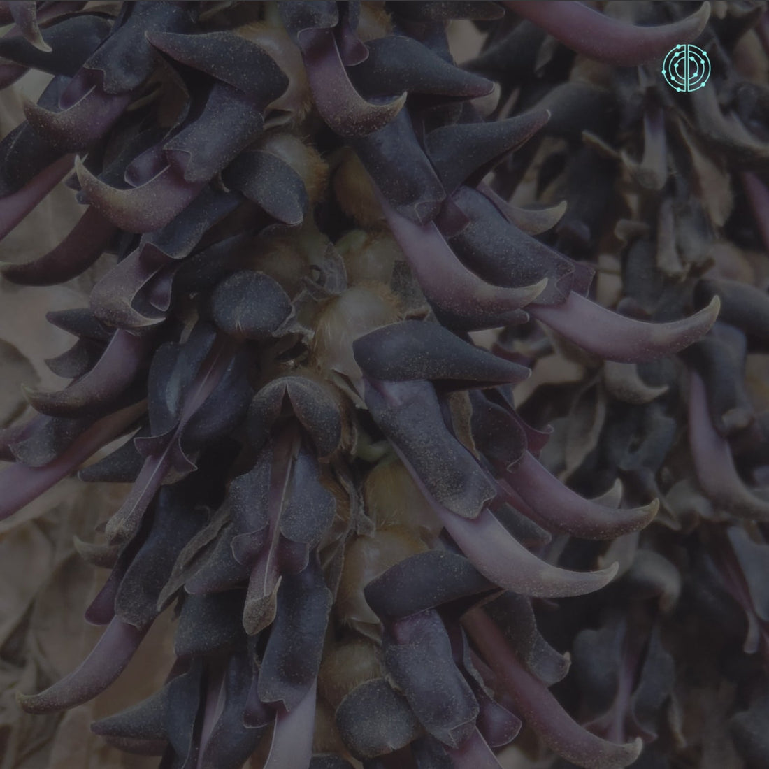 Beneficios de la Mucuna Pruriens - Empowermind