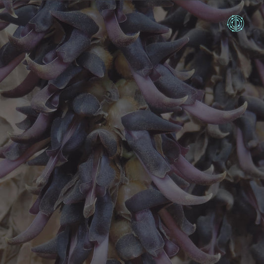 Beneficios de la Mucuna Pruriens - Empowermind