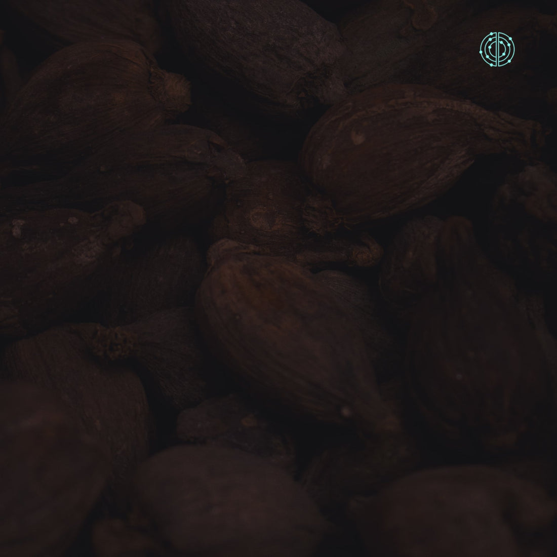 Beneficios del Cacao - Empowermind